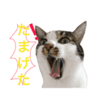 表示豊かな猫たちの日常（個別スタンプ：37）