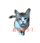 She is OMAME！！（個別スタンプ：1）