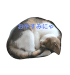 She is OMAME！！（個別スタンプ：2）