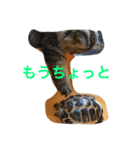 えるこゆ 2（個別スタンプ：13）