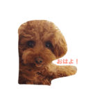 ラキキ(ティーカッププードル)（個別スタンプ：1）