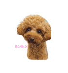 ラキキ(ティーカッププードル)（個別スタンプ：4）