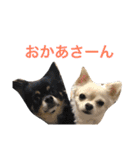 ちいすうあんず（個別スタンプ：1）