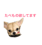 ちいすうあんず（個別スタンプ：2）