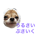 ちいすうあんず（個別スタンプ：4）