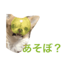 ちいすうあんず（個別スタンプ：5）