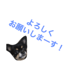 ちいすうあんず（個別スタンプ：6）