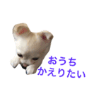 ちいすうあんず（個別スタンプ：10）