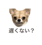 ちいすうあんず（個別スタンプ：11）