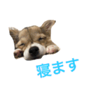 ちいすうあんず（個別スタンプ：12）