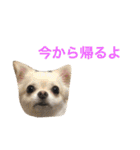 ちいすうあんず（個別スタンプ：14）