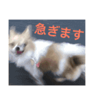 ちいすうあんず（個別スタンプ：16）