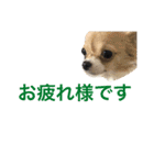 ちいすうあんず（個別スタンプ：17）