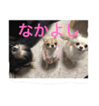ちいすうあんず（個別スタンプ：19）