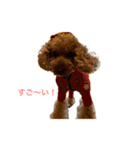 トイプードル マイケルの日常 2（個別スタンプ：26）