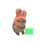 我が家のうさぎたち（個別スタンプ：1）