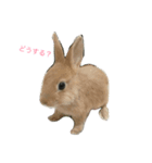 我が家のうさぎたち（個別スタンプ：2）