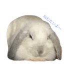 我が家のうさぎたち（個別スタンプ：3）