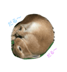 我が家のうさぎたち（個別スタンプ：4）