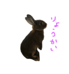 我が家のうさぎたち（個別スタンプ：5）