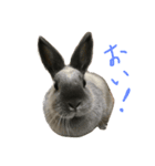 我が家のうさぎたち（個別スタンプ：6）