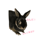 我が家のうさぎたち（個別スタンプ：8）