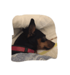 Momo good night（個別スタンプ：1）