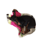 Momo good night（個別スタンプ：6）
