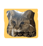 ネコと君（個別スタンプ：2）