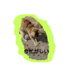 ネコと君（個別スタンプ：7）