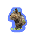 ネコと君（個別スタンプ：11）