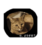 ネコと君（個別スタンプ：16）
