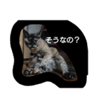 ネコと君（個別スタンプ：17）