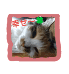ネコと君（個別スタンプ：19）