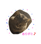 ネコと君（個別スタンプ：24）