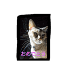 ネコと君（個別スタンプ：25）