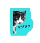 ネコと君（個別スタンプ：26）