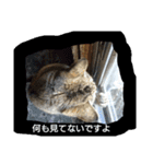 ネコと君（個別スタンプ：28）