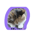ネコと君（個別スタンプ：29）