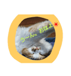 ネコと君（個別スタンプ：30）
