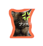 ネコと君（個別スタンプ：31）