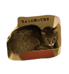 kiji neko（個別スタンプ：5）