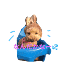 cutest dog3（個別スタンプ：1）