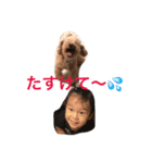 cutest dog3（個別スタンプ：2）