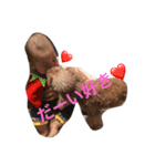 cutest dog3（個別スタンプ：3）