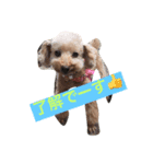 cutest dog3（個別スタンプ：5）
