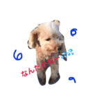 cutest dog3（個別スタンプ：6）