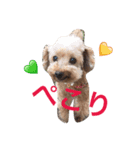 cutest dog3（個別スタンプ：7）