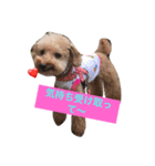 cutest dog3（個別スタンプ：8）