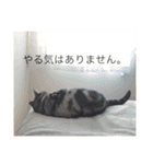 ぽけしんです（個別スタンプ：6）